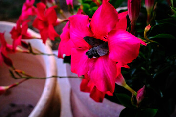 Night butterfly drinks pollen from a beautiful bougainvillaea