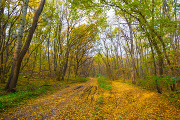 Obraz premium ground road through red autumn forest covered by dry leaves