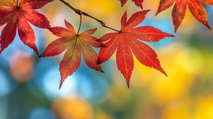 Maple leaves on branch. Colorful autumn maple leaves on a tree branch background. Fall background. Beautiful nature scene