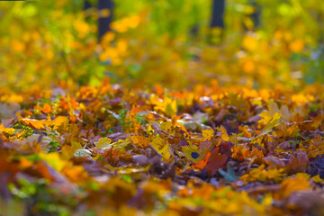 closeup red dry autumn forest glade covered by maple leaves