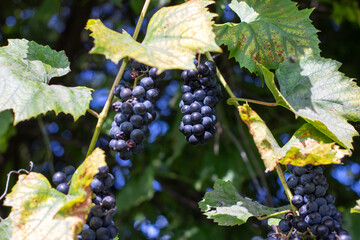 A cluster of plump and juicy blue grapes is hanging from a vine