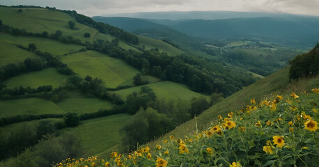 Yellow wildflowers blooming on a hillside overlooking green valley