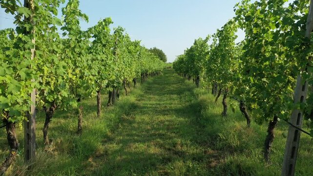 Aerial view of vineyards near Sirmione on a sunny summer day, Brescia, Italy, Europe
