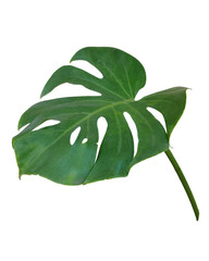 Monstera leaves isolated on white background with clipping paths for graphic design or wallpaper. © Nattawut
