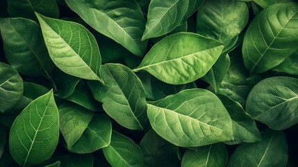 Green leaf background layout with white round corners shape. Nature concept. you can input any text or logo