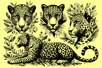Set of hand drawn sketch style leopards isolated on white background. Vector illustration. leopard.eps
