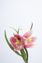 photo of hazel grouse fritillaria meleagris flowers on a white background. Blur and selective focus. Extreme flower close-up. Copy space