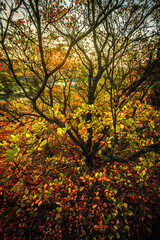 Landscape in the mountains at autumn morning , beautiful orange trees with beauty colors of the autumn . Sunlights through the trees , field on the hills . Golden colors in forest . Sunrise over trees