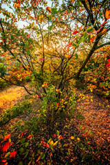 Landscape in the mountains at autumn morning , beautiful orange trees with beauty colors of the autumn . Sunlights through the trees , field on the hills . Golden colors in forest . Sunrise over trees