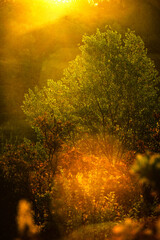 Landscape in the mountains at autumn morning , beautiful orange trees with beauty colors of the autumn . Sunlights through the trees , field on the hills . Golden colors in forest . Sunrise over trees