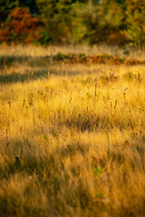 Forest at golden hour in morning lights . Sunrise over the trees and field . Orange trees , autumn beautiful landscape , trees in the lights of the sun .Sunny morning . Warm colors , aesatic lands . 