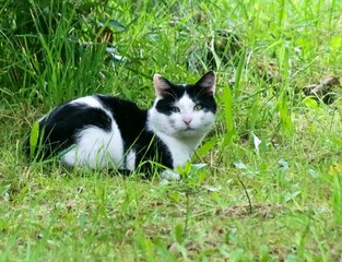 Black and white cat in garden
