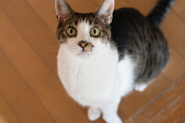こちらを見上げる可愛い猫　キジトラ白