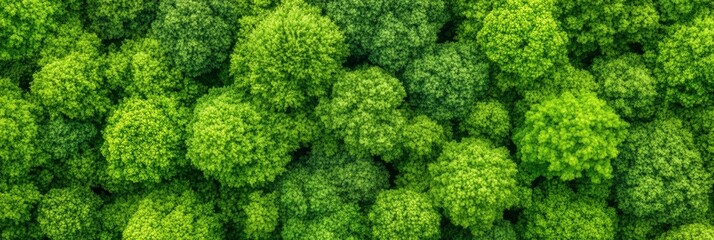 Fototapeta premium A lush forest from above.