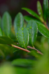 雨に濡れた葉っぱ