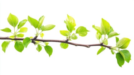 Branch of apple tree with young fresh green leaves isolated on white. Spring season