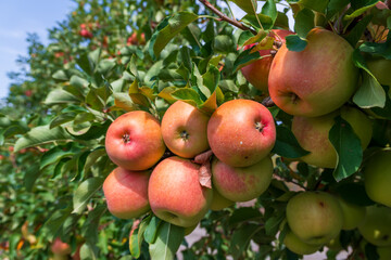 Apple tree loaded with apples in an orchard. Autumn seasonal harvest. Red ripe apples on a branch in orchard. Organic farming, gardening, vegetarian eco food. 