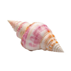 Obraz premium A beautiful, intricately patterned seashell showcasing vibrant colors and unique texture, perfect for coastal decor.
