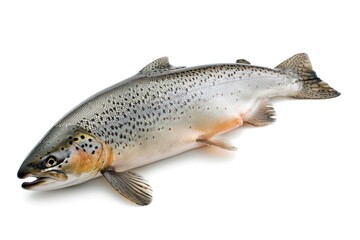 Naklejka premium A fish lying on a clean white surface