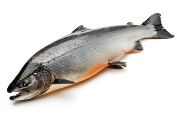 Obraz premium A fish lying down on a white surface, great for use as a design element or illustration