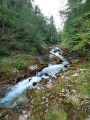 A stream in a forest in the mountains 1