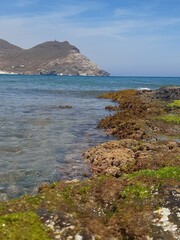 Seaweed on stones against the sea background 1