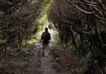 Hiking in the forest of Pouakai Crossing, Egmont National Park. New Zealand.