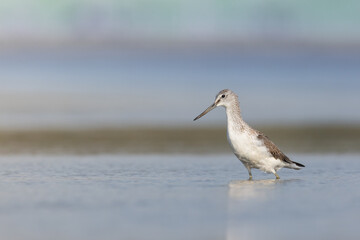 Obraz premium Shorebird Greenshank Tringa nebularia bird with long beak, standing in the mud, blurred background, migratory bird, summer in Poland, Europe