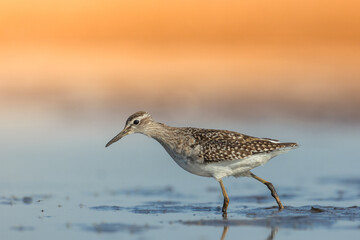 Shorebirds - Wood Sandpiper Tringa glareola, wildlife Poland Europe end of summer migratory  bird