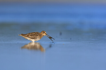 Shore bird Common snipe Gallinago gallinago small bird with long beak, Poland Europe