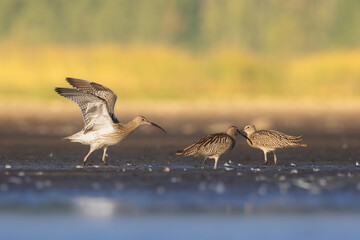 Shore bird Curlew Numenius arquata migratory bird with long beak, Poland Europe