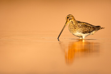 Shore bird Common snipe Gallinago gallinago small bird with long beak, Poland Europe