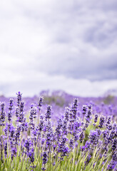 Naklejka premium Clumps Of Lavender In Full Bloom At Snowshill In The Cotswolds