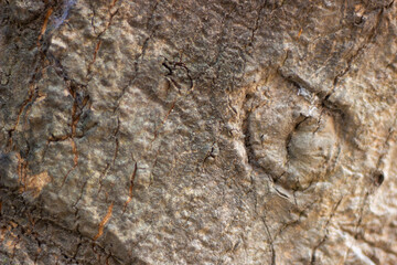 Mango tree trunk texture for background