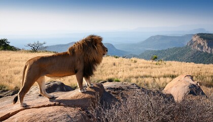 野生のライオン