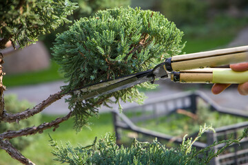 Gardener pruning a juniper tree with pruning shears