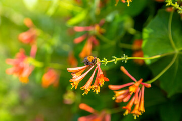 Lonicera sempervirens flowers, common names coral honeysuckle, trumpet honeysuckle, or scarlet honeysuckle, in bloom.