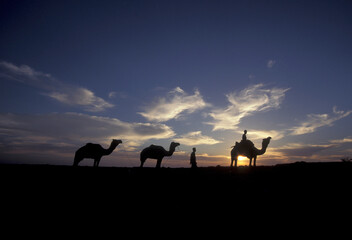a Farmer with his Camel at a sunset in the Thar Desert near the Town of Jaisalmer in the Province of Rajasthan in India.  India, Jaisalmer, January, 1998