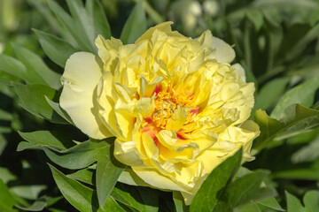 Yellow peony Bartzella blooms against a dark background, close-up.