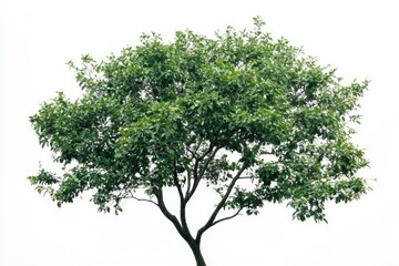 Beautiful green fresh ornamental tree isolated on white background