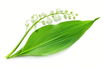 Obraz premium A close-up image of lily of the valley flowers on a white background