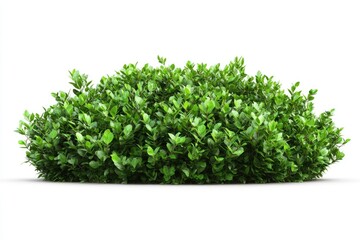 Fototapeta premium green bush isolated on white background