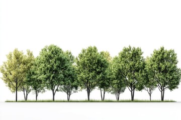 Fototapeta premium Green trees isolated on white background. Forest and foliage in summer. Row of trees and shrubs.