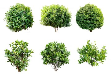 A collection of four different tree species, ideal for use in illustrations about nature, conservation or forestry