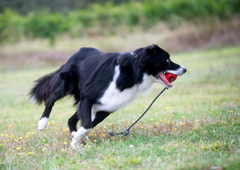 obedience training for border collie