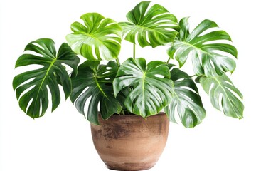 Monstera plant in pot for indoor decoration.