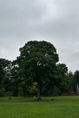 Obraz premium tree in the park