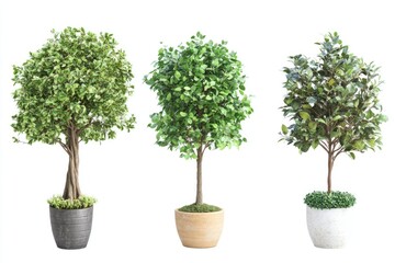 Fake potted trees for room decor  isolated on white.