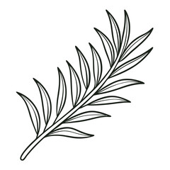 Rosemary leaf clip art, vector illustration on white background