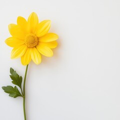 Obraz premium Yellow daisy flower isolated on white background, symbolizing nature's beauty and simplicity.